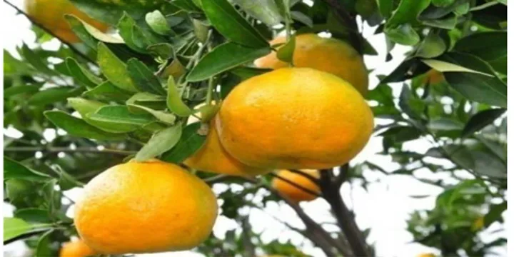 Gambar 1. Gambar jeruk keprok siam (harianrau.co, 2017) 