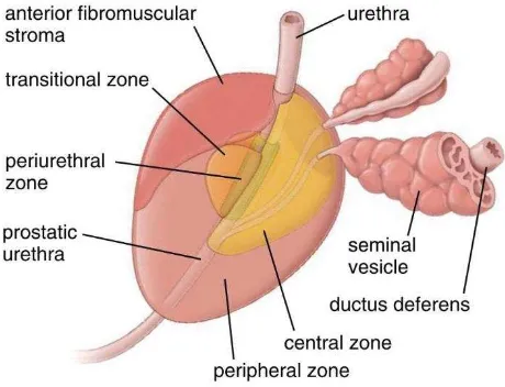 Gambar 2.2. Anatomi Kelenjar Prostat 