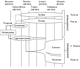 Gambar 2. Evolusi angiosperms dan gymnosperms dari Psiphytatae   