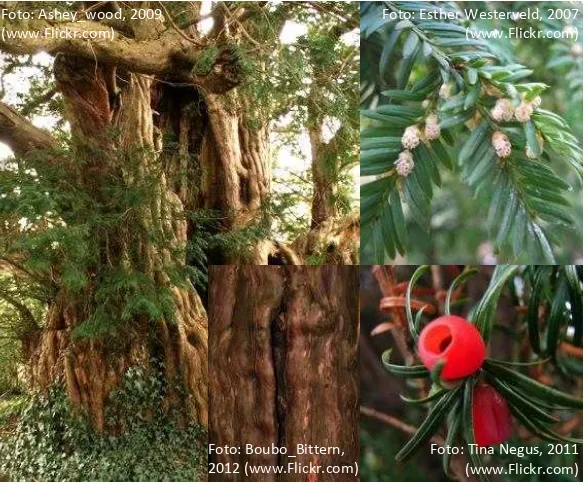 Gambar 4.  Genus Taxus: morfologi pohon, kulit batang, daun, dan buah/aril 