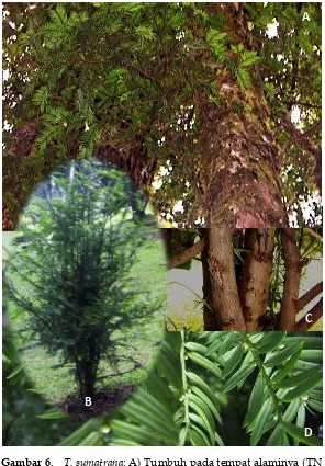 Gambar 6.  T. sumatrana; A) Tumbuh pada tempat alaminya (TN G. Kerinci Seblat), B) Tumbuh di Kebun Raya Cibodas (planted), C) Batang/ranting/percabangan, D) Morfologi daun 