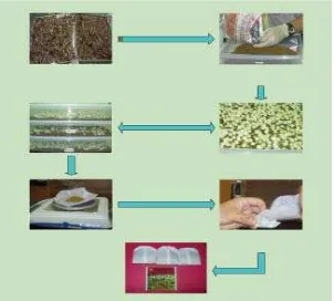 Gambar 2. Proses pembuatan teh celup dari daun gambir 