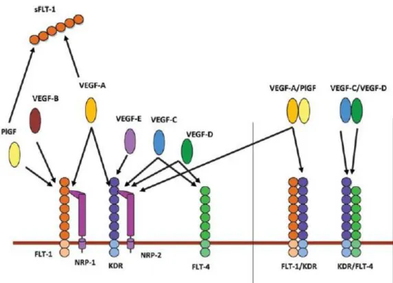Gambar 2.5 Family VEGF beserta Reseptornya ( Andraweera, 2012) 