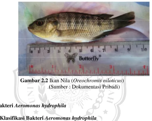 Gambar 2.2 Ikan Nila (Oreochromis niloticus)           (Sumber : Dokumentasi Pribadi) 