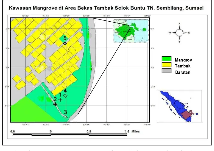 Gambar 1. Kawasan mangrove di area bekas tambak Solok Buntu TNS Sumatera Selatan 