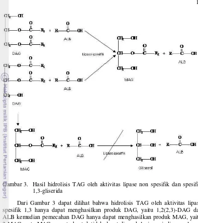 Gambar 3.  Hasil hidrolisis TAG oleh aktivitas lipase non spesifik dan spesifik  1,3-gliserida 