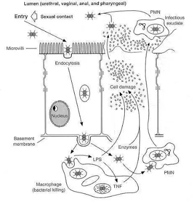 Gambar 3. Patogenesis gonore.25 