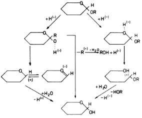 Gambar 7. Mekanisme reaksi hidrolisis dengan katalisator asam (Philipp, 1984) 