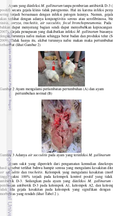Gambar 3 Adanya  air sacculitis pada ayam yang terinfeksi M. gallinarum 