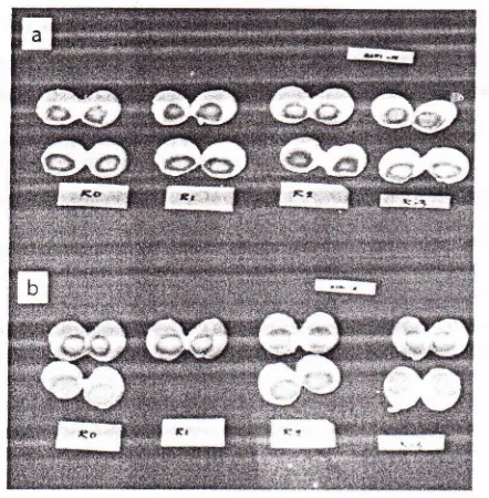 Gambar 4. a- Indek warna kuning telur asin rebushari ke8 dengan pemberian pakan R0(ransum basal), Rl (3% kepala udang),M (OS6 kepala udang) dan R3 (90,6kepala udang), b- Indek warna kuningtelur asin rebus hari ke-15 denganpemberian pakan R0 (ransum basal), Rl(3% kepala udang), PA 6X kepalaudang) dan R3 (9% kepafa udang)