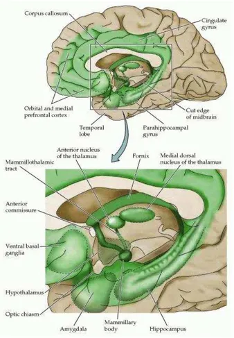 Gambar 1. Sistem limbik. 