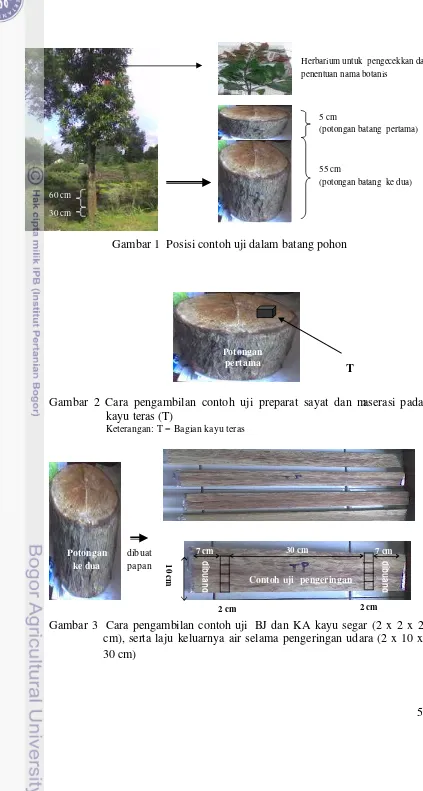 Gambar 1  Posisi contoh uji dalam batang pohon  