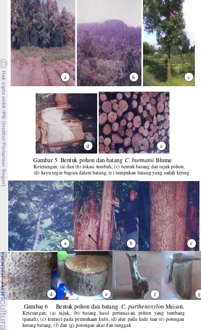 Gambar 5  Bentuk pohon dan batang C. burmanii Blume 