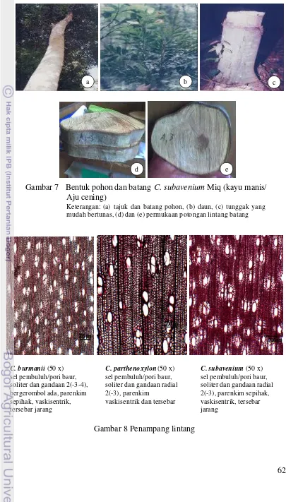 Gambar 7  Bentuk pohon dan batang C. subavenium Miq (kayu manis/ 