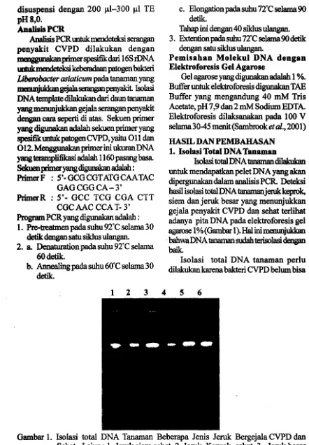 Gambar 1. Isolasi total DNA Tanaman Beberapa Jenis Jeruk Bergejala CVPD dan Sehat. Lajur: 1