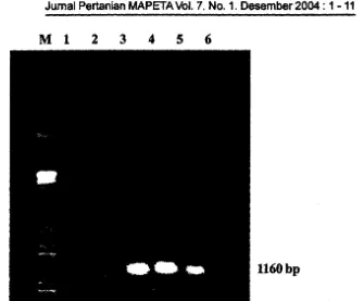 Gambar 2. Deteksi patogen bakteri CVPD (Liberobacter asiaticum) padaBeberapa Jenis tanamanjeruk