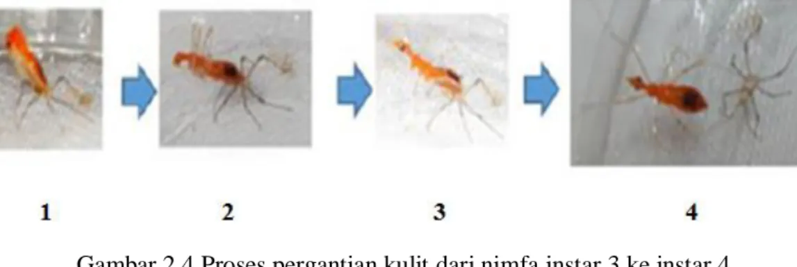 Gambar 2.5 Nimfa S. annulicornis instar 1 hingga instar 5  Sumber : Afandi, 2018 