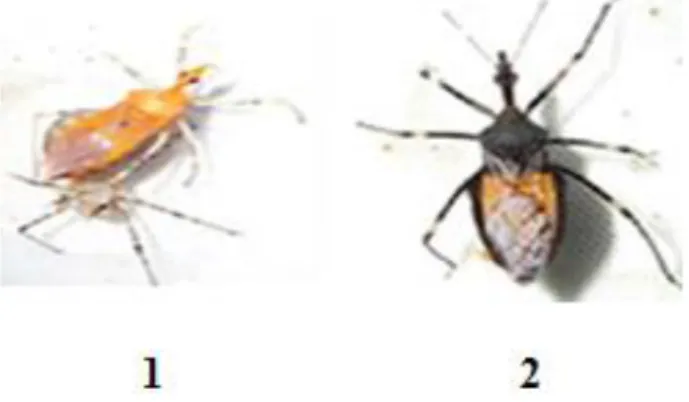 Gambar 2.6 (1) S. annulicornis yang baru berganti kulit menjadi imago dewasa  (2) S. annulicornis dewasa setelah 4 jam berganti kulit 
