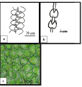 Gambar 2. Lejeunea rotundistipula a. daun lateral (dilihat dari sisi ventral) b. daun  ventral c