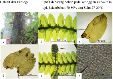 Gambar 3. Archilejeunea planiuscula a. daun lateral (dilihat dari sisi ventral) b. 