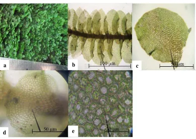 Gambar 5. Lopholejeunea acutifolia a. tumbuh di alam b. daun lateral (dilihat dari sisi ventral) c