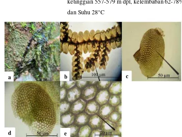 Gambar 6. Lopholejeunea eulopha a. tumbuh di alam b. daun lateral (dilihat dari 