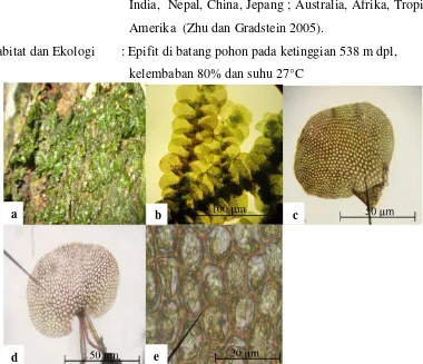 Gambar 7. Lopholejeunea nigricans a. tumbuh di alam b. daun lateral (dilihat 