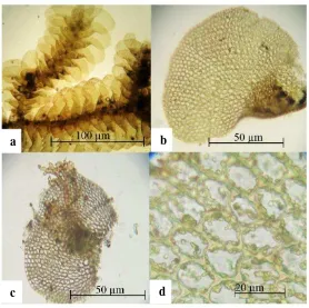 Gambar 10. Mastigolejeunea virens a. daun lateral (dilihat dari sisi ventral) b.         lobus c.daun ventral d