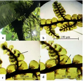 Gambar 1. Frullania apiculata a. tumbuh di alam b. daun lateral (dilihat dari sisi       ventral) c