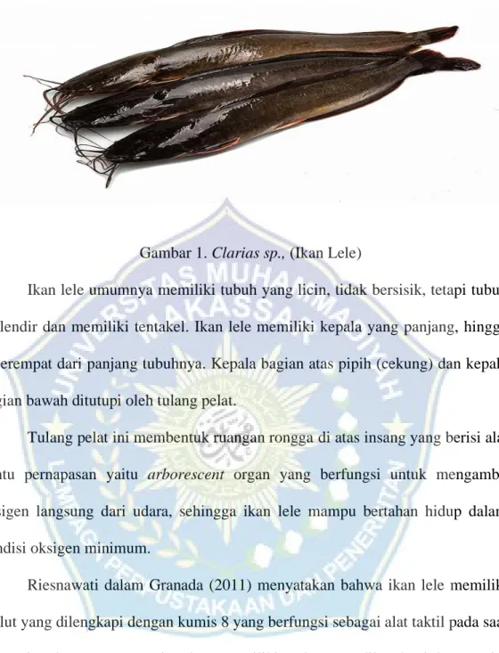 Gambar 1. Clarias sp., (Ikan Lele) 