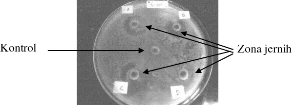 Gambar 1. Zona hambat bakteri asam laktat terhadap Morganella morganii 