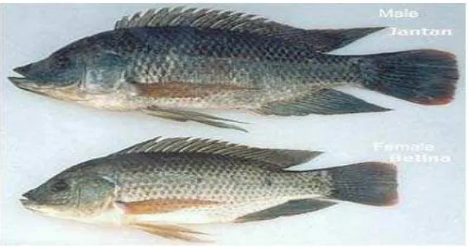 Gambar 1. Ikan nila jantan dan ikan nila betina (Suyanto, 2003). 