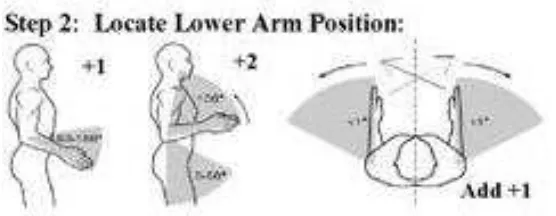 Gambar 2. Penilaian lengan bawah 