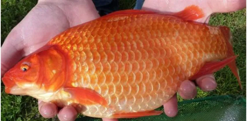 Gambar 3 Ikan  mas taiwan 