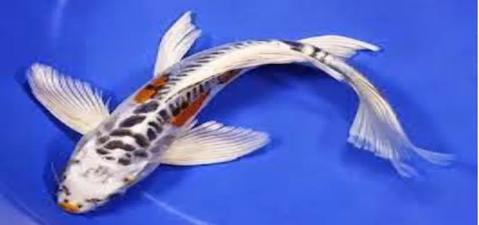 Gambar 4 Ikan mas kumpay 