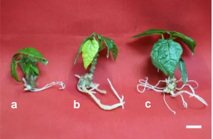 Fig 2.  Formation of roots of shoots cultured in MS medium supplemented with  (a) 8 ppm, (b) 4 ppm, and (c) 2 ppm IBA