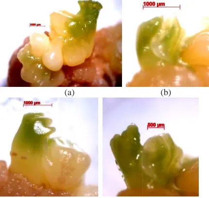 Fig.  12a-d. Development and germination of cass  assava embryos on MM-2 