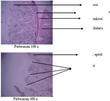 Gambar  19. Foto m(pembmikroskopikberian akuadk jaringan ldes) denganambung ken pewarnaanlinci tanpa n Hematoxypemberianylin Eosin  n obat  