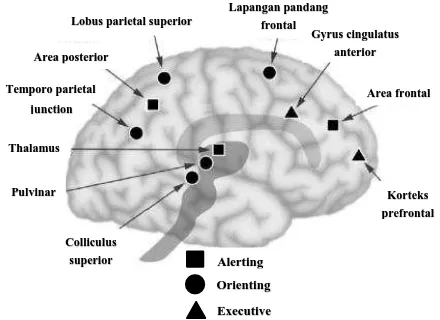 Gambar 5. Area anatomis di otak dengan fungsi atensi 