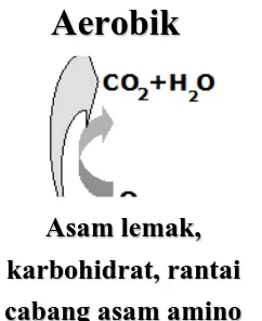 Gambar 1. Aktivitas biologi olahraga aerob 
