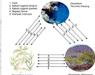 Gambar 4  Keterkaitan fungsi ekologis hubungan ekosistem lamun, mangrove dan terumbu karang (Bengen, 2002).�