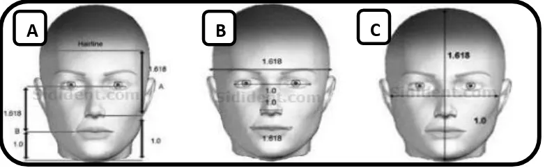 Gambar 4. Penggunaan konsep golden proportion pada wajah18  A. Proporsi wajah vertikal  B