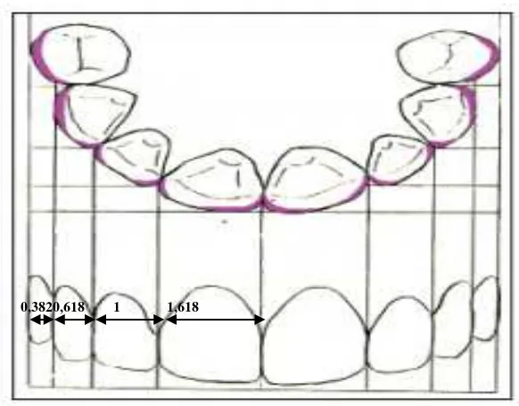 Gambar 5. Proporsi delapan gigi anterior rahang atas berada dalam konsep golden proportion terhadap satu sama lain jika dilihat dari depan10 
