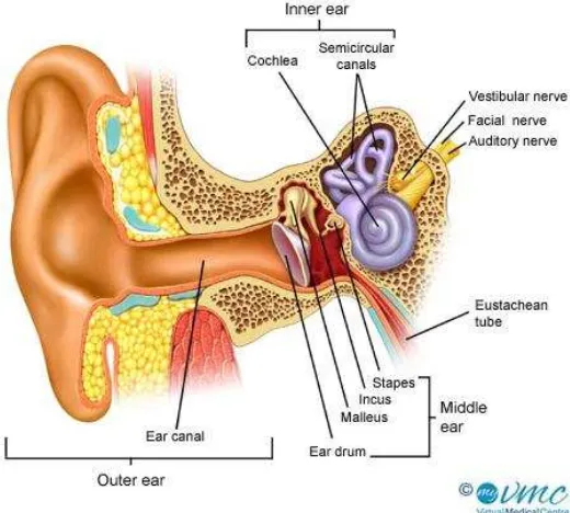 Gambar 1. Anatomi Telinga, sumber :Virtual Medica Centre 