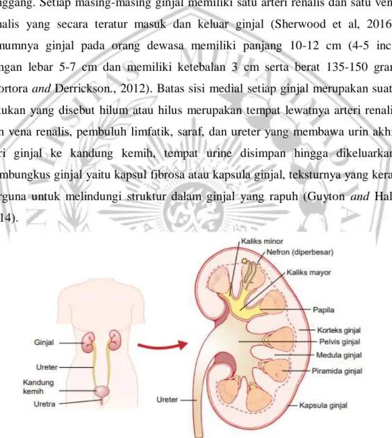 Gambar 2.1 Anatomi Ginjal (Guyton and Hall, 2014) 
