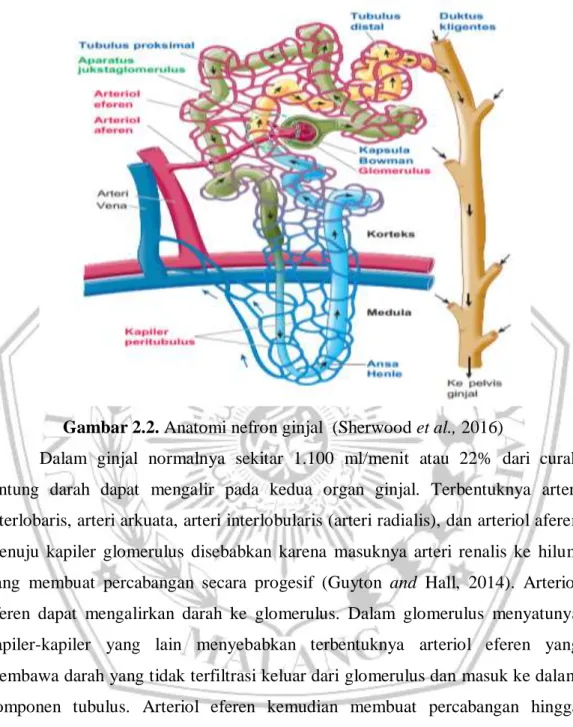 Gambar 2.2. Anatomi nefron ginjal  (Sherwood et al., 2016) 