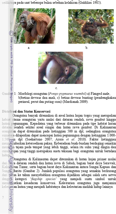 Gambar 1 : Morfologi orangutan (Pongo pygmaeus wurmbii) a) Flanged male,  