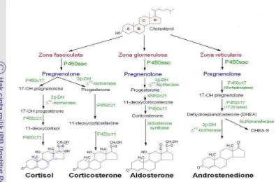 Gambar 5  : Biosintesis perubahan kolesterol menjadi hormon steroid di korteks adrenal (Martin & Crump 2003; King 2009)