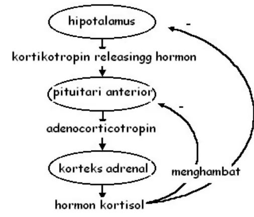 Gambar  6: Sekresi hormon glukokortikoid (Nelson 2005). 