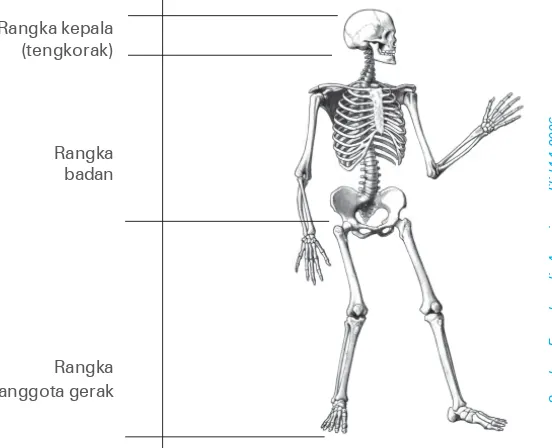 Gambar 1.7 Susunan rangka manusia